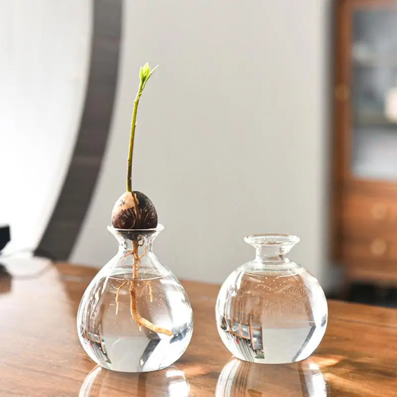 Avocado -Samen Starter Vase Transparent Glass Vase Vase zum Anbau von Pflanzenglassamenanbau für Gartenliebhaber